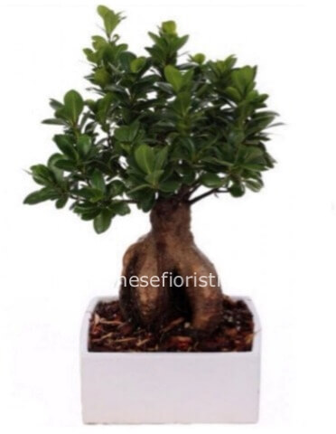 Bonsai ficus ginseng sydnei.
