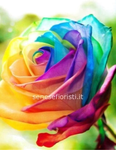 Rose arcobaleno.